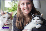 FELIWAY Friends Diffuser Refill Value Pack, Promotes harmony between cats in multi-cat households, VHP Registered NN.X7C2, includes 3 Refills, Lasts 90 Days, Cat Calming Pheromones, 3 x 48ml 🍁 All In One Marketplace Canada