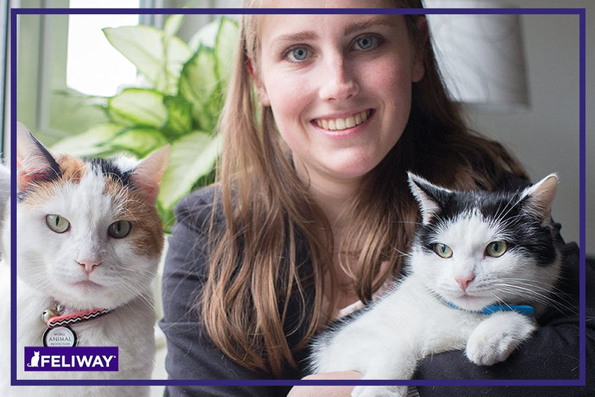 FELIWAY Friends Diffuser Refill Value Pack, Promotes harmony between cats in multi-cat households, VHP Registered NN.X7C2, includes 3 Refills, Lasts 90 Days, Cat Calming Pheromones, 3 x 48ml 🍁 All In One Marketplace Canada