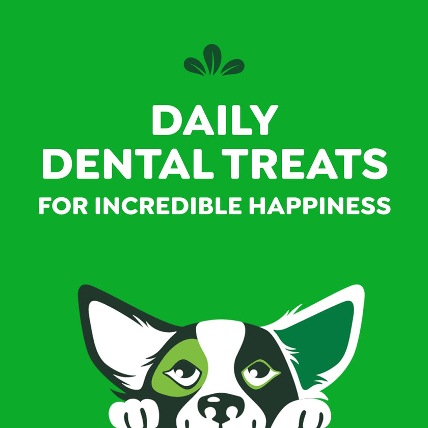 GREENIES Dog Treats Original Petite Natural Dental Care, (60 Treats) 36oz. Pack 🍁 All In One Marketplace Canada