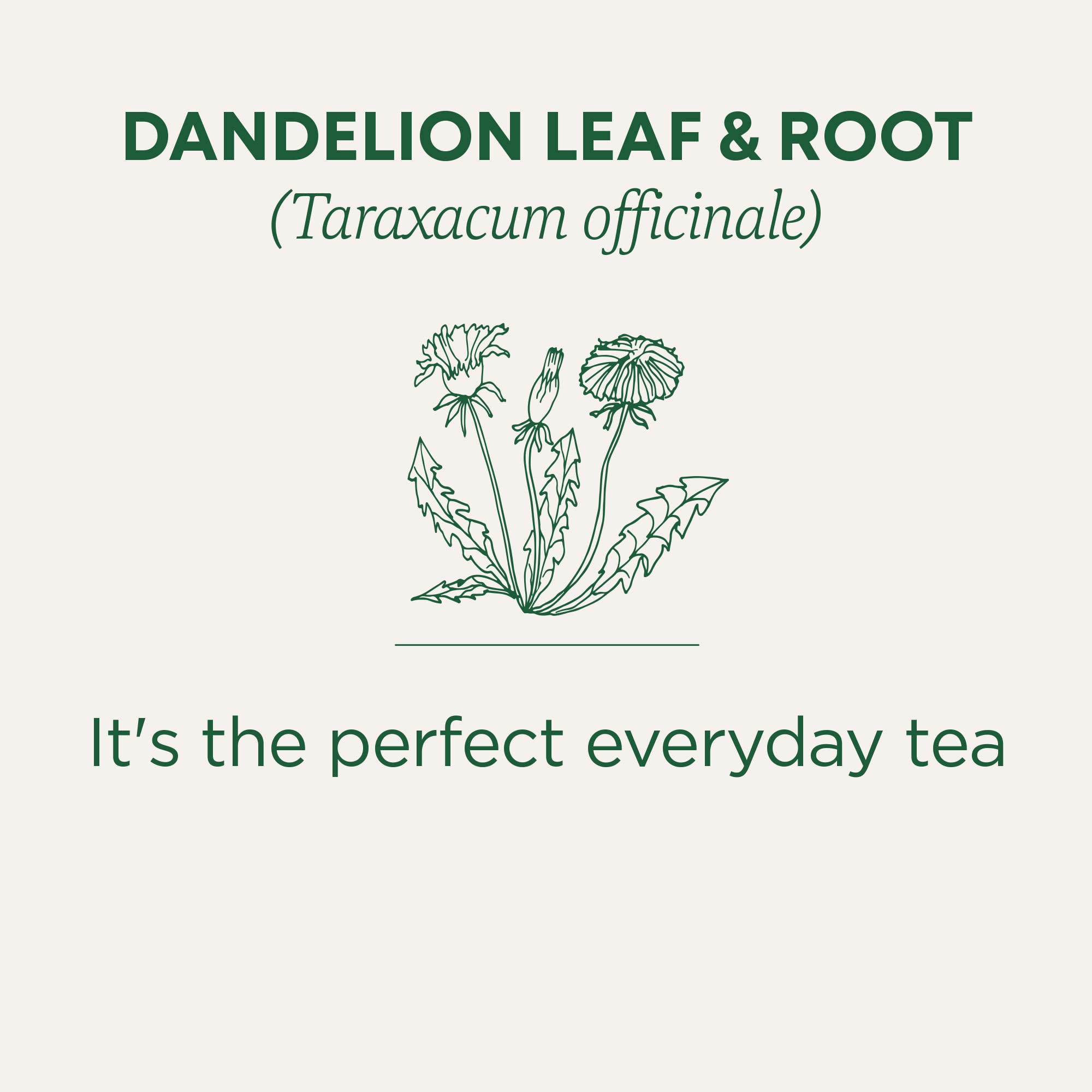 Traditional Medicinals - Organic Dandelion Leaf and Root Herbal Tea (Pack of 6) - 96 Tea Bags Total 🍁 All In One Marketplace Canada
