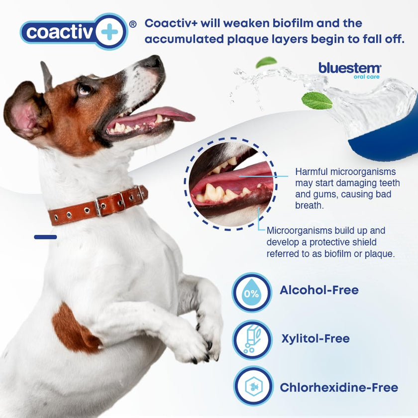 bluestem Dental Care Water Additive for Dogs – No Brushing Daily Teeth Cleaner – Pet Oral Rinse to Freshen Breath & Help Reduce Plaque – Flavorful & Easy Oral Hygiene (500 ml, Vanilla Mint) 🍁 All In One Marketplace Canada