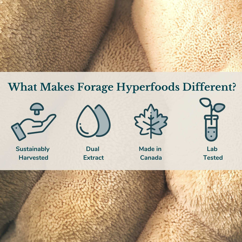 Forage Hyperfoods - Chaga Tincture - Original (118ml)