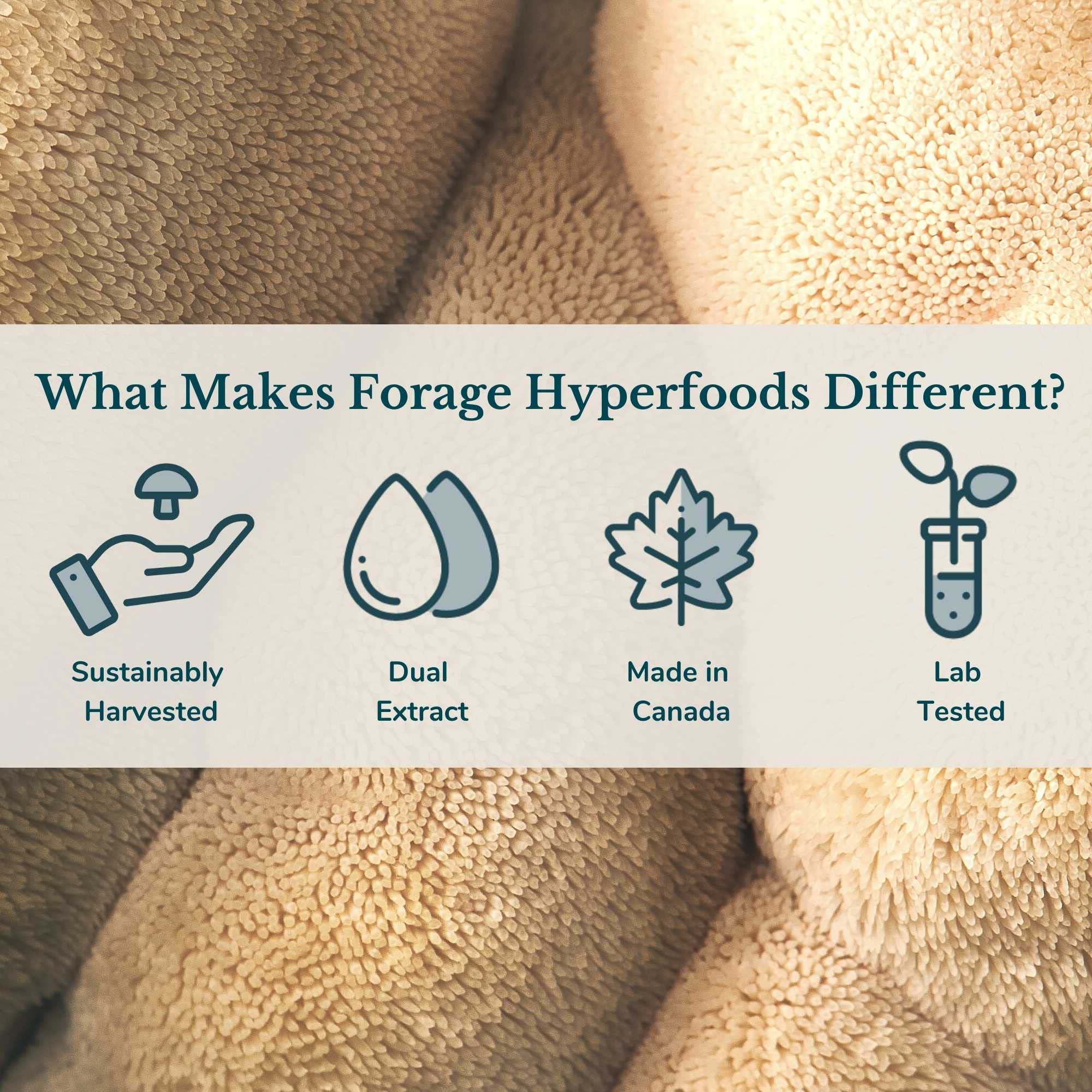 Forage Hyperfoods - Reishi Tincture - Original (118ml)