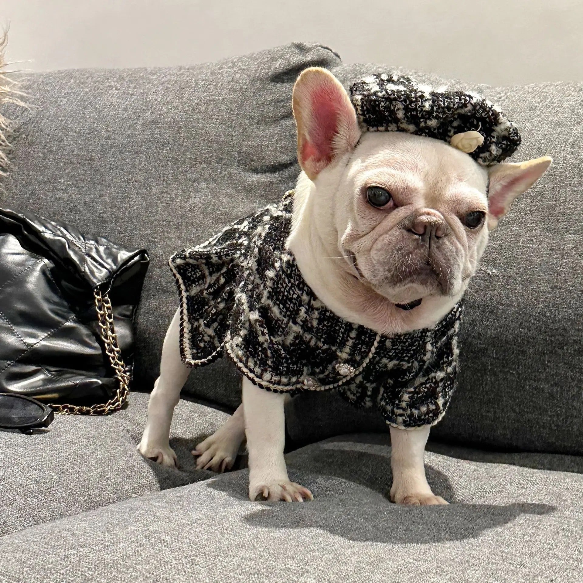 Dog Dress Coat & Hat Set | Chewnel Tweed Two-Piece Outfit