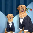 Daddy’s Boy Suit