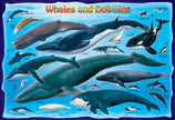 Eurographics Puzzles Canada - Whales and Dolphins - Premium Quality