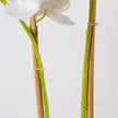 Gladiola Faux Potted Orchid Floral Arrangement 24 Inches