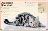 Insight Editions - The Magnificent Book of Cats