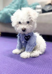 Heart Eyes Dog Shirt | Matching Human and Dog Outfit