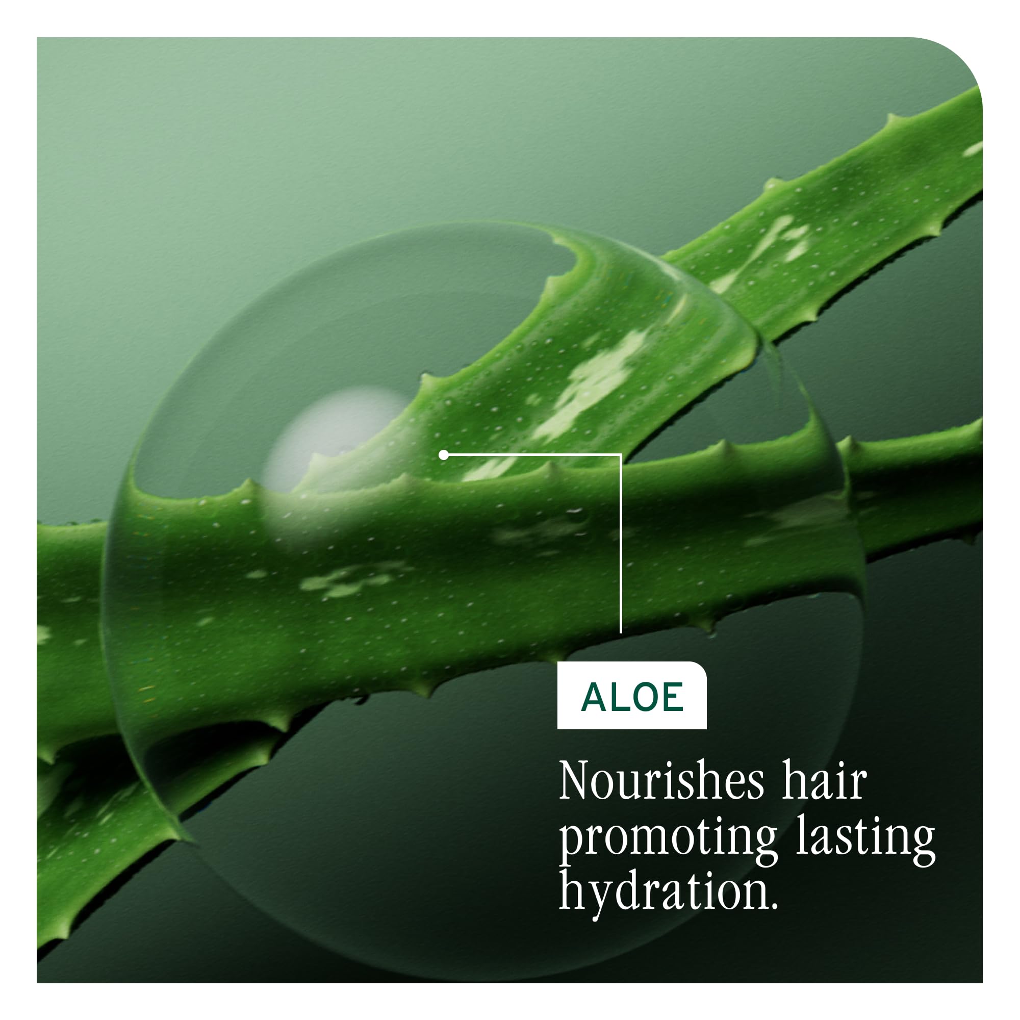 Biolage Shampoo, HydraSource Hydrating Shampoo for Dry Hair, With Aloe, Nourishing and Moisturizing, Weightless Shampoo, Silicone Free, Paraben Free, Vegan 🍁 All In One Marketplace Canada