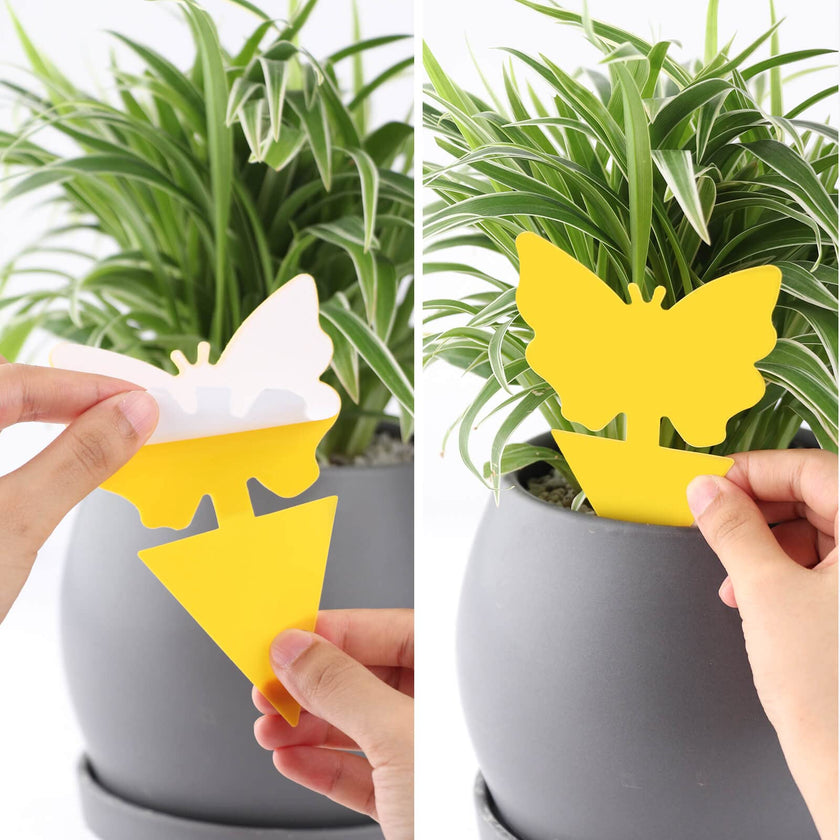 Garsum Fruit Fly Trap Indoor and Outdoor, 36 Pack Gnat Sticky Traps for House Plants, Flying Insect Trap for Fungus Gnat,Mosquitos, White Flies 🍁 All In One Marketplace Canada