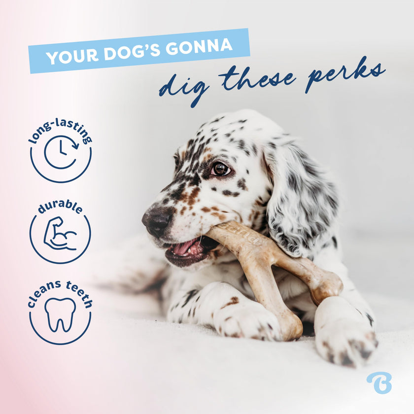 Benebone Puppy 4-Pack Dog Chew Toys for Gentle Chewers, Dog Bones, Small 🍁 All In One Marketplace Canada
