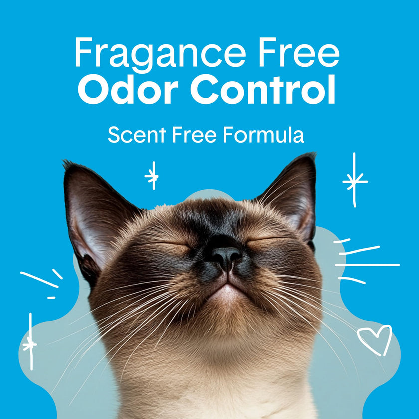 Boxie® Unscented 30 Day Odor Control Clumping Clay Cat & Kitty Litter 16 lb, 99.9% Dust-Free, Hard Flat Top® Clumps, No Fragrances No Fillers, Long-Lasting, Easy to Scoop 🍁 All In One Marketplace Canada