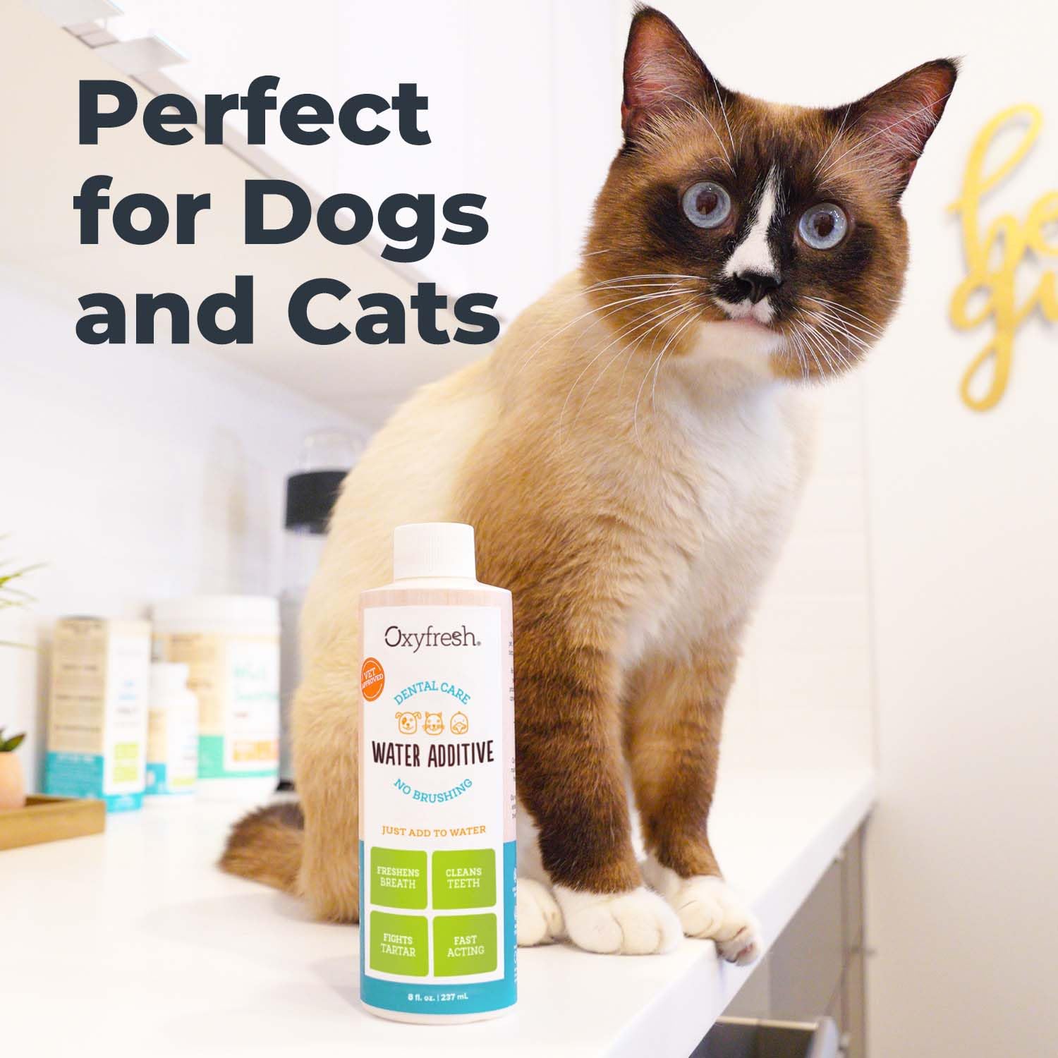 Oxyfresh Premium Pet Dental Care Solution Pet Water Additive: Best Way to Eliminate Bad Dog Breath and Cat Bad Breath - Fights Tartar & Plaque - So Easy, Just Add to Water! Vet Recommended 16 oz. 🍁 All In One Marketplace Canada