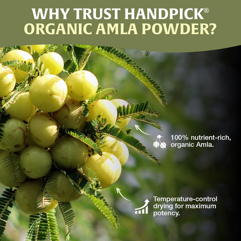 HANDPICK, Amla Powder (397gm/14oz) Halal Amalaki, Non-GMO | 100% Raw and Natural - Lab Tested for Purity | Indian Gooseberry Powder | Resealable Zip Lock Pouch 🍁 All In One Marketplace Canada