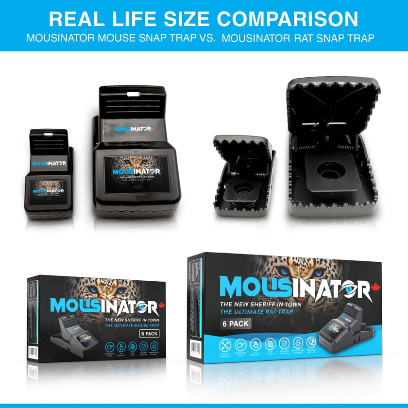 MOUSINATOR Rat Trap | 6-Pack | Large Rat Snap Traps for Indoor and Outdoor Use | Easy to Set | Safe and Reusable Design | Easy to Clean | Effective Powerful Large Mouse Trap that Works Instantly 🍁 All In One Marketplace Canada