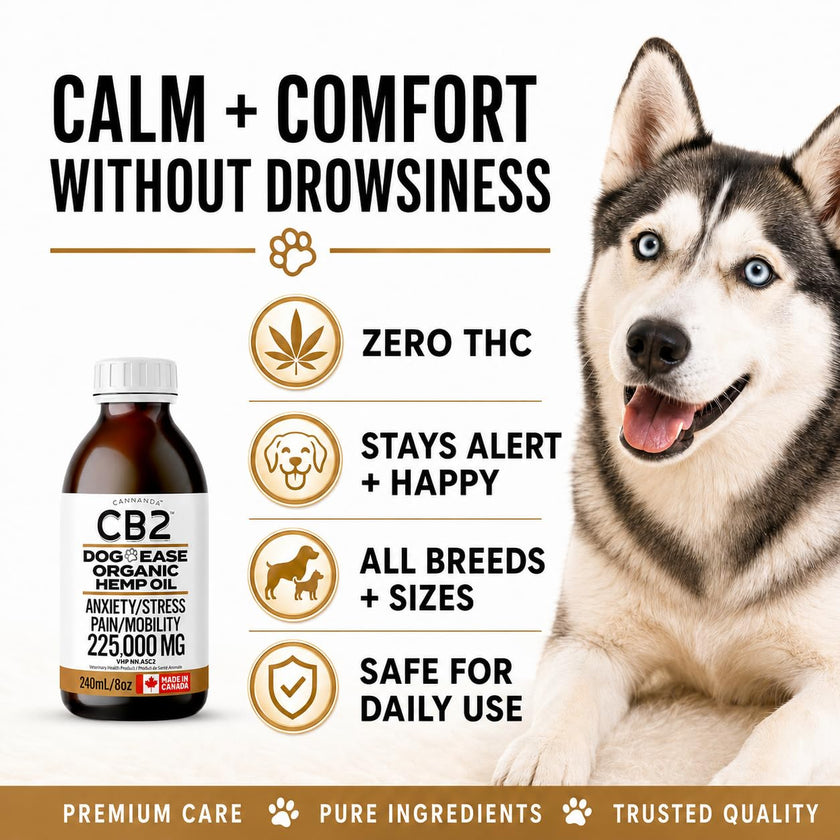 CB2 Hemp Oil for Dogs [225,000mg / 240mL / Organic] - Natural Hip and Joint Supplement for Dogs - Calming Anxiety Relief - Extra Strength for Pain, Inflammation, Arthritis, Stress, Aggression 🍁 All In One Marketplace Canada
