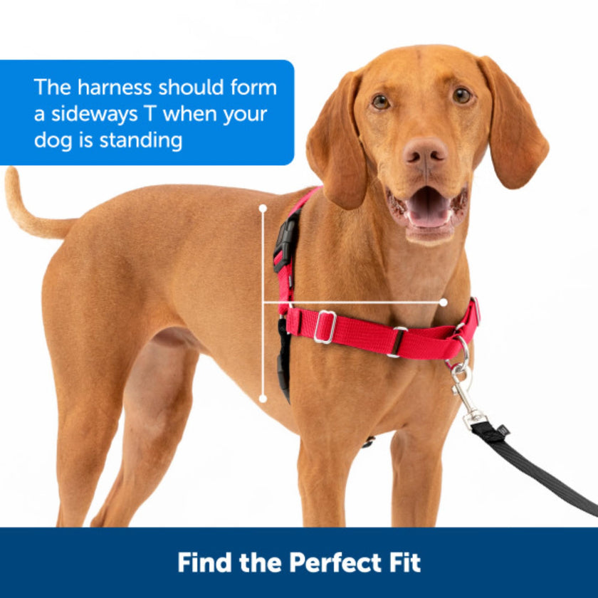 PetSafe Easy Walk Harness, No Pull Harness for Dogs, Adjustable Harness with Included Matching Lead Black Medium 🍁 All In One Marketplace Canada