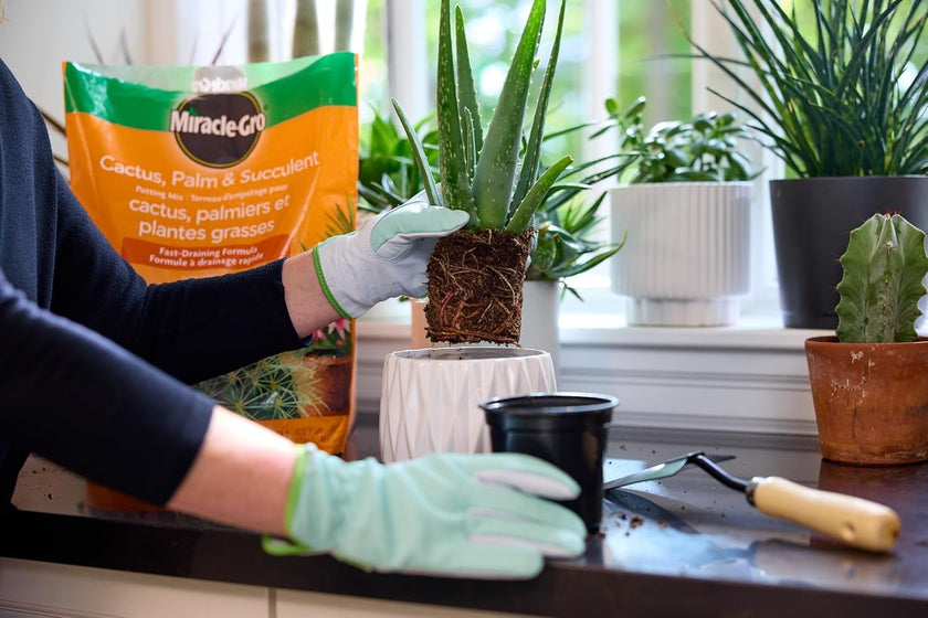 Miracle-Gro Cactus Palm & Succulant Mix 8.8L, 2-Pack | Fast-Draining Soil for Cacti, Palms & Succulents | Feeds 6 Months 🍁 All In One Marketplace Canada