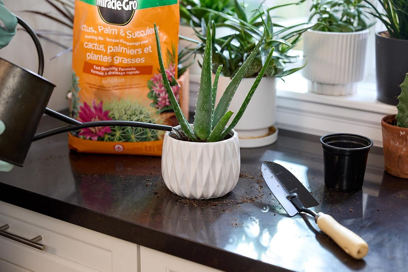 Miracle-Gro Cactus Palm & Succulant Mix 8.8L, 2-Pack | Fast-Draining Soil for Cacti, Palms & Succulents | Feeds 6 Months 🍁 All In One Marketplace Canada