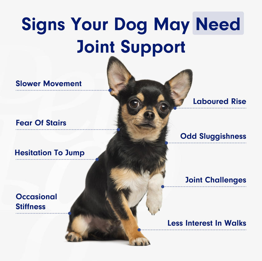 Petlab Co. Joint Care Chews, High Levels of Glucosamine for Dogs, Green Lipped Mussels, Omega 3 and Turmeric, Dog Hip and Joint Supplement to Actively Support Mobility, Packaging May Vary 🍁 All In One Marketplace Canada