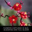 LEGO Icons Plum Blossom Building Sets for Adults - Artificial Flower for Dinner Table Centerpiece, Living Room Home Decor, Ages 18+ - DIY Craft Kits - Gift for Graduation - 10369 🍁 All In One Marketplace Canada