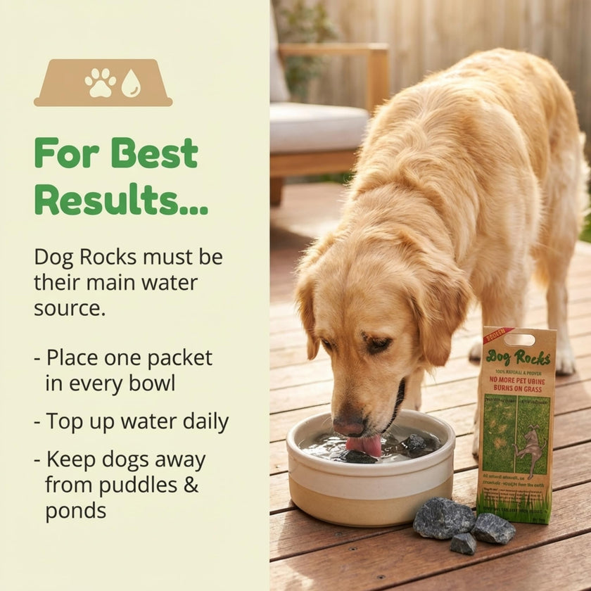 Dog Rocks Prevent Grass Burn Marks, 2 Month Supply 🍁 All In One Marketplace Canada
