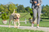 PetSafe Easy Walk Harness, No Pull Harness for Dogs, Adjustable Harness with Included Matching Lead, Black Medium Large 🍁 All In One Marketplace Canada
