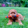 Chuckit! Interactive Dog Toy Ultra Fetch Stick - 12 Inch Outdoor Dog Toy for All Breed Sizes 🍁 All In One Marketplace Canada