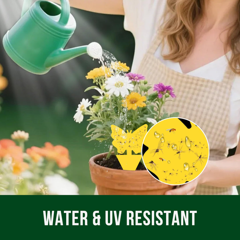Garsum Fruit Fly Trap Indoor and Outdoor, 36 Pack Gnat Sticky Traps for House Plants, Flying Insect Trap for Fungus Gnat,Mosquitos, White Flies 🍁 All In One Marketplace Canada