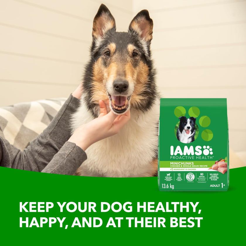 IAMS Proactive Health Minichunks Dry Dog Food – Crunchy Kibble for Adult Dogs – Chicken & Whole Grain Recipe – 13.61KG (30LB) Bag 🍁 All In One Marketplace Canada