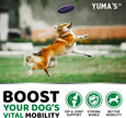 Glucosamine for Dogs - 165 Chews - Hip and Joint Supplement for Dogs - Glucosamine Chondroitin Chews - Joint Pain Relief Supplement with MSM - Advanced Health - Mobility Support - Made in USA 🍁 All In One Marketplace Canada