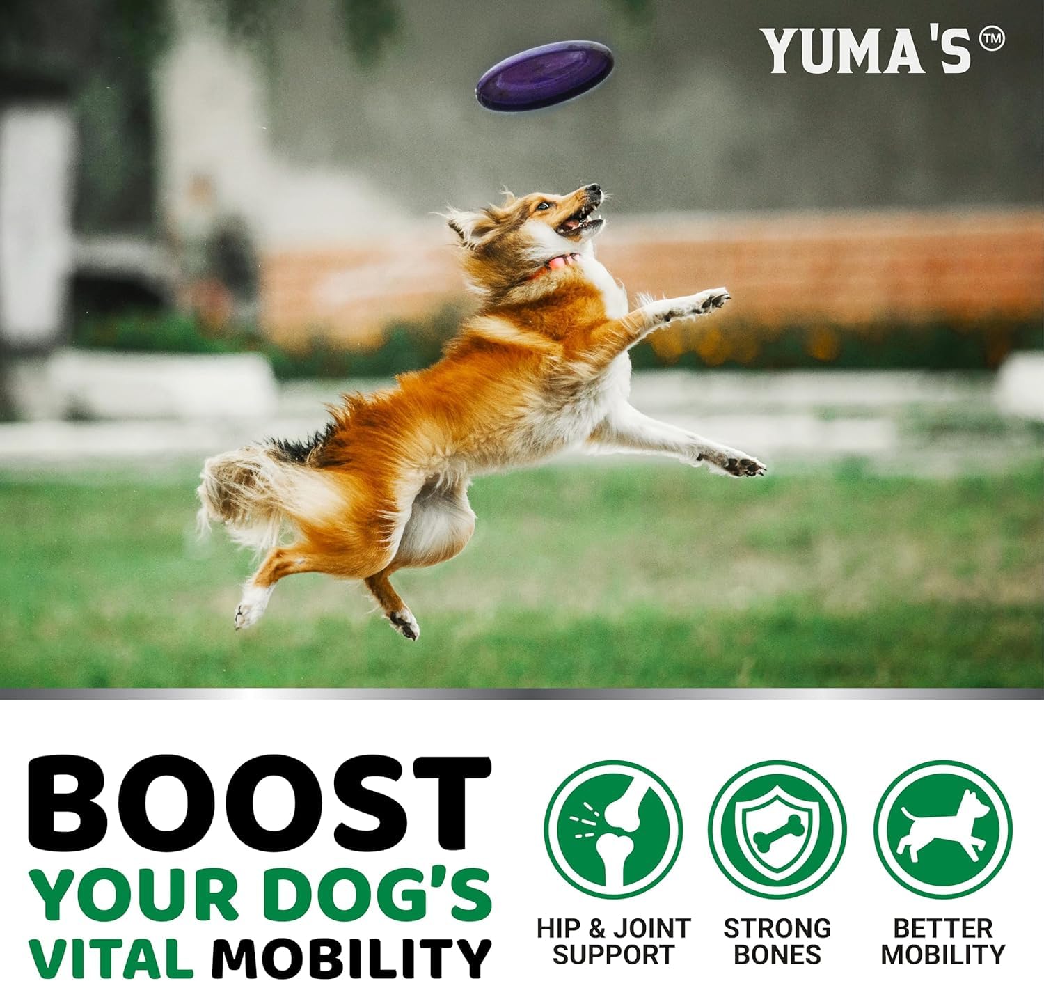 Glucosamine for Dogs - 165 Chews - Hip and Joint Supplement for Dogs - Glucosamine Chondroitin Chews - Joint Pain Relief Supplement with MSM - Advanced Health - Mobility Support - Made in USA 🍁 All In One Marketplace Canada