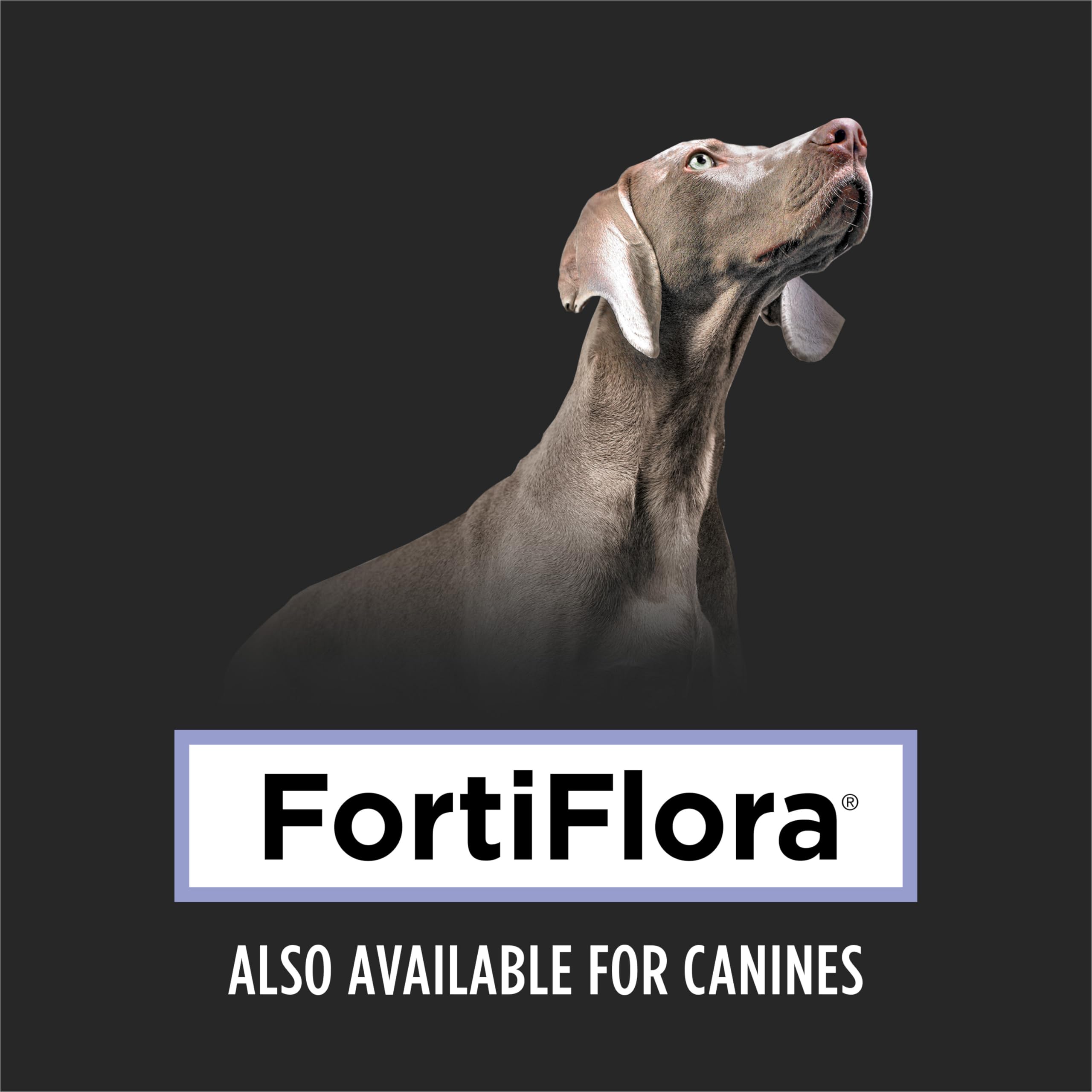 Purina Pro Plan Veterinary Supplements Fortiflora Powdered Cat Probiotics - 30 g sachets (Pack of 30) 🍁 All In One Marketplace Canada