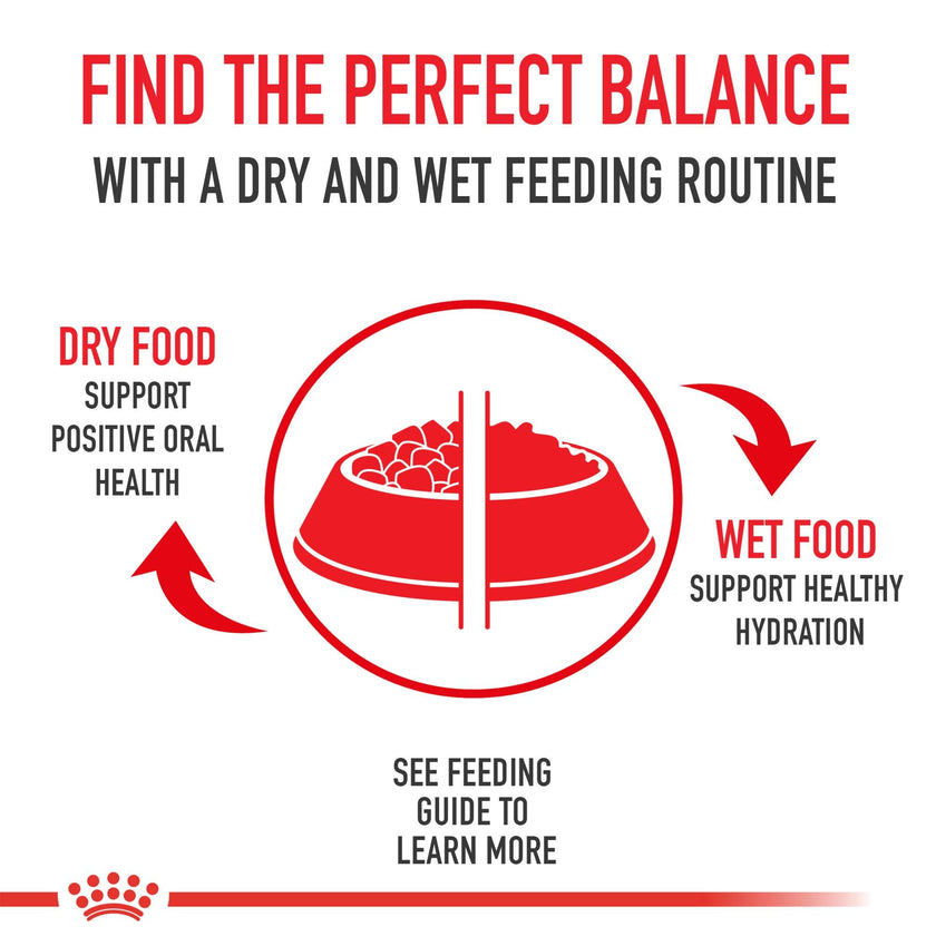 Royal Canin Adult Cat Sensitive Digestion Dry Adult Cat Food, 3.5 lb Bag 🍁 All In One Marketplace Canada
