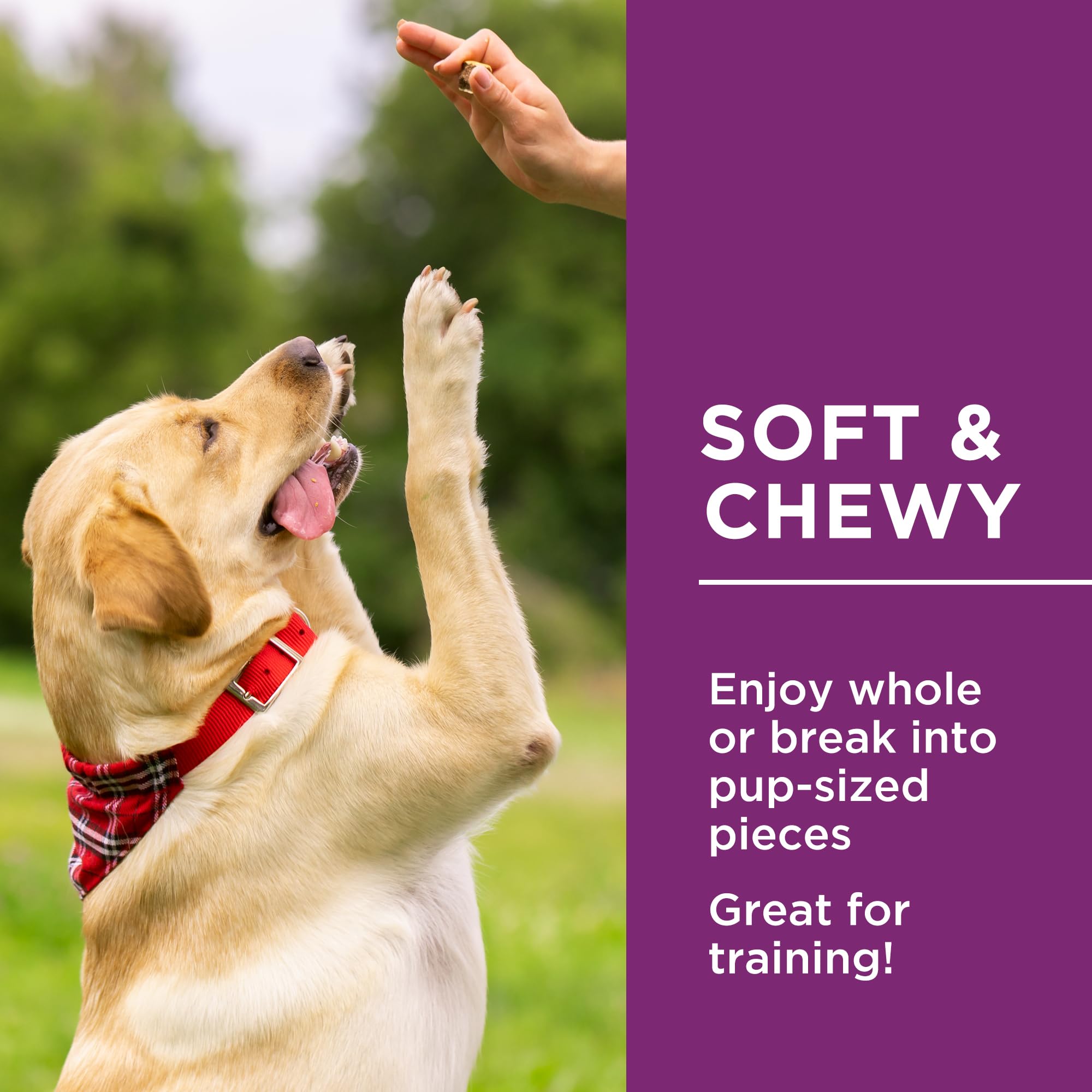 Dog Delights Chewy Chicken Sticks, All Natural & Preservative Free Training Dog Treats - 1.25 kg 🍁 All In One Marketplace Canada