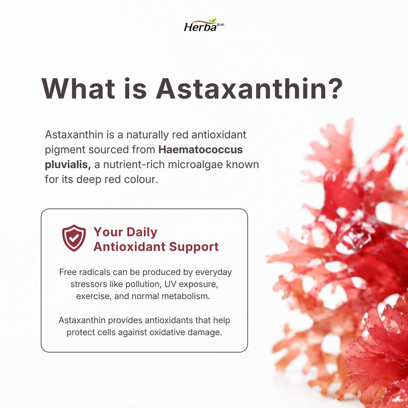 Herba Astaxanthin Supplement 15mg – 60 Vegan Capsules | Made with Non-GMO Micro-algae | Source of Antioxidant | Made and Third Party Tested in Canada 🍁 All In One Marketplace Canada