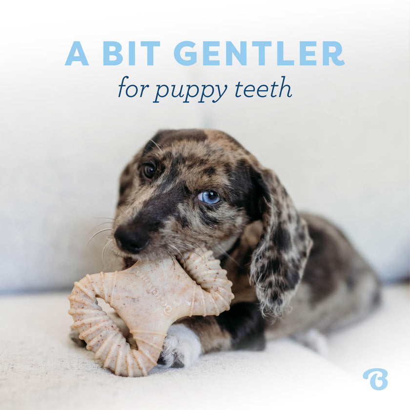 Benebone Puppy 2-Pack Dental Chew/Wishbone Dog Chew Toys, Real Bacon 🍁 All In One Marketplace Canada