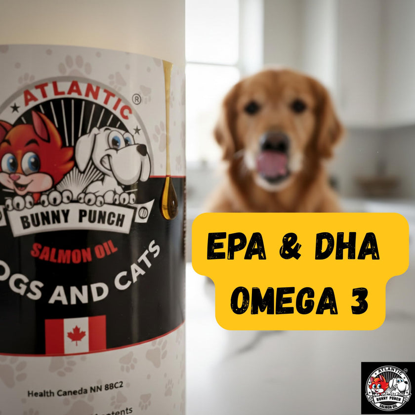 Bunny Punch Pure Atlantic Salmon Oil for Dogs & Cats - Liquid Food Topper - 32 oz 🍁 All In One Marketplace Canada