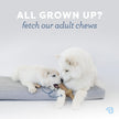 Benebone Puppy 2-Pack Maplestick/Zaggler Dog Chew Toys, Dog Bones, Tiny 🍁 All In One Marketplace Canada