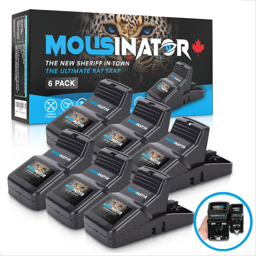 MOUSINATOR Rat Trap | 6-Pack | Large Rat Snap Traps for Indoor and Outdoor Use | Easy to Set | Safe and Reusable Design | Easy to Clean | Effective Powerful Large Mouse Trap that Works Instantly 🍁 All In One Marketplace Canada