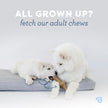 Benebone Puppy 4-Pack Dog Chew Toys for Gentle Chewers, Dog Bones, Small 🍁 All In One Marketplace Canada