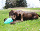 Chew King Premium Treat Dog Toy, XL, Extremely Durable Natural Rubber Toy, Pack of 2, All Breed Sizes 🍁 All In One Marketplace Canada