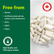 Organika Canadian-Made Liposomal Vitamin C 1000mg Daily- High Absorption for Superior Bioavailability, Immunity- 60vcaps 🍁 All In One Marketplace Canada