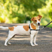 PetSafe Easy Walk Harness, No Pull Harness for Dogs, Adjustable Harness with Included Matching Lead Black Medium 🍁 All In One Marketplace Canada