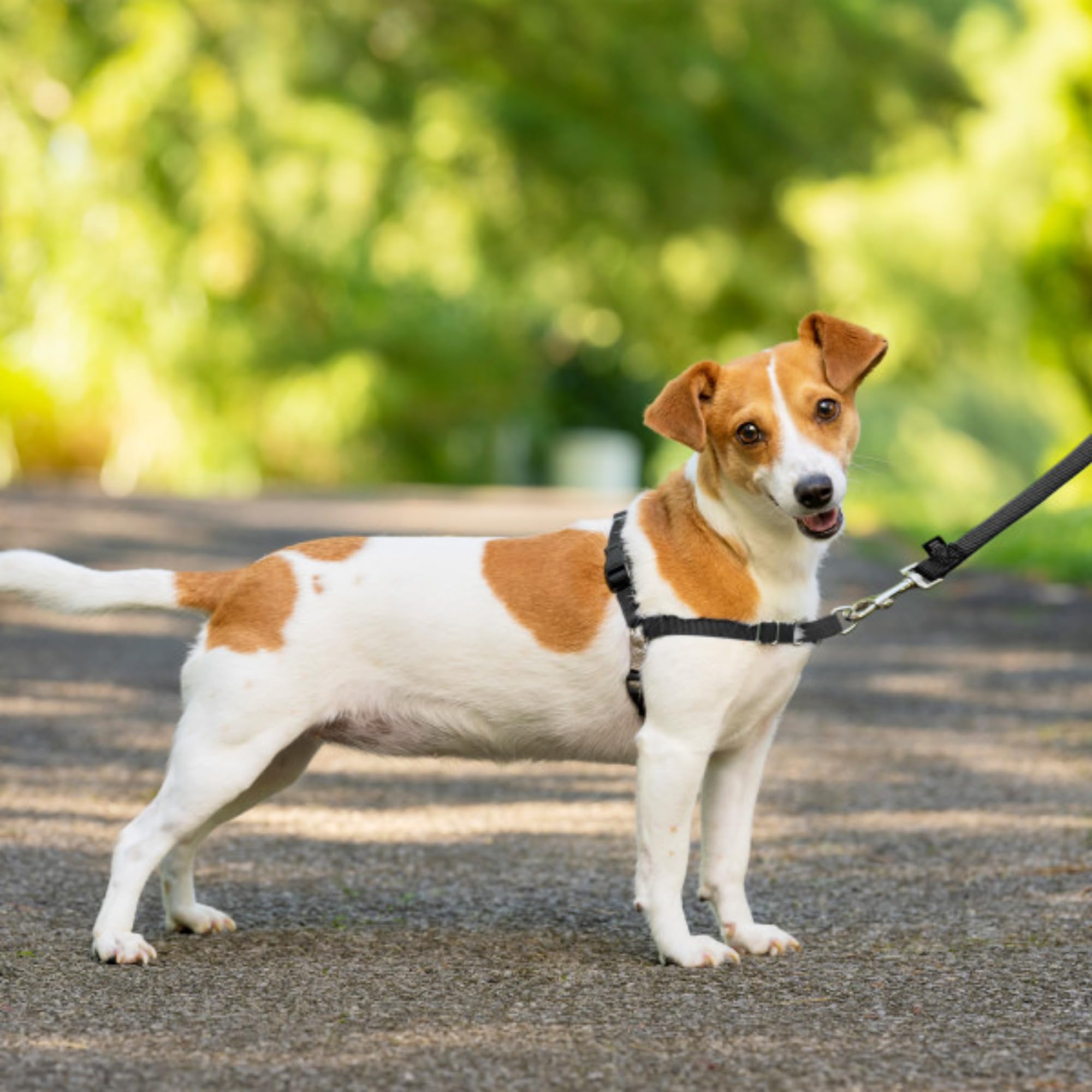 PetSafe Easy Walk Harness, No Pull Harness for Dogs, Adjustable Harness with Included Matching Lead Black Medium 🍁 All In One Marketplace Canada