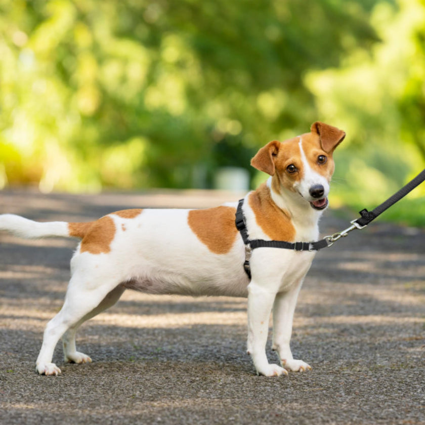 PetSafe Easy Walk Harness, No Pull Harness for Dogs, Adjustable Harness with Included Matching Lead Black Medium 🍁 All In One Marketplace Canada