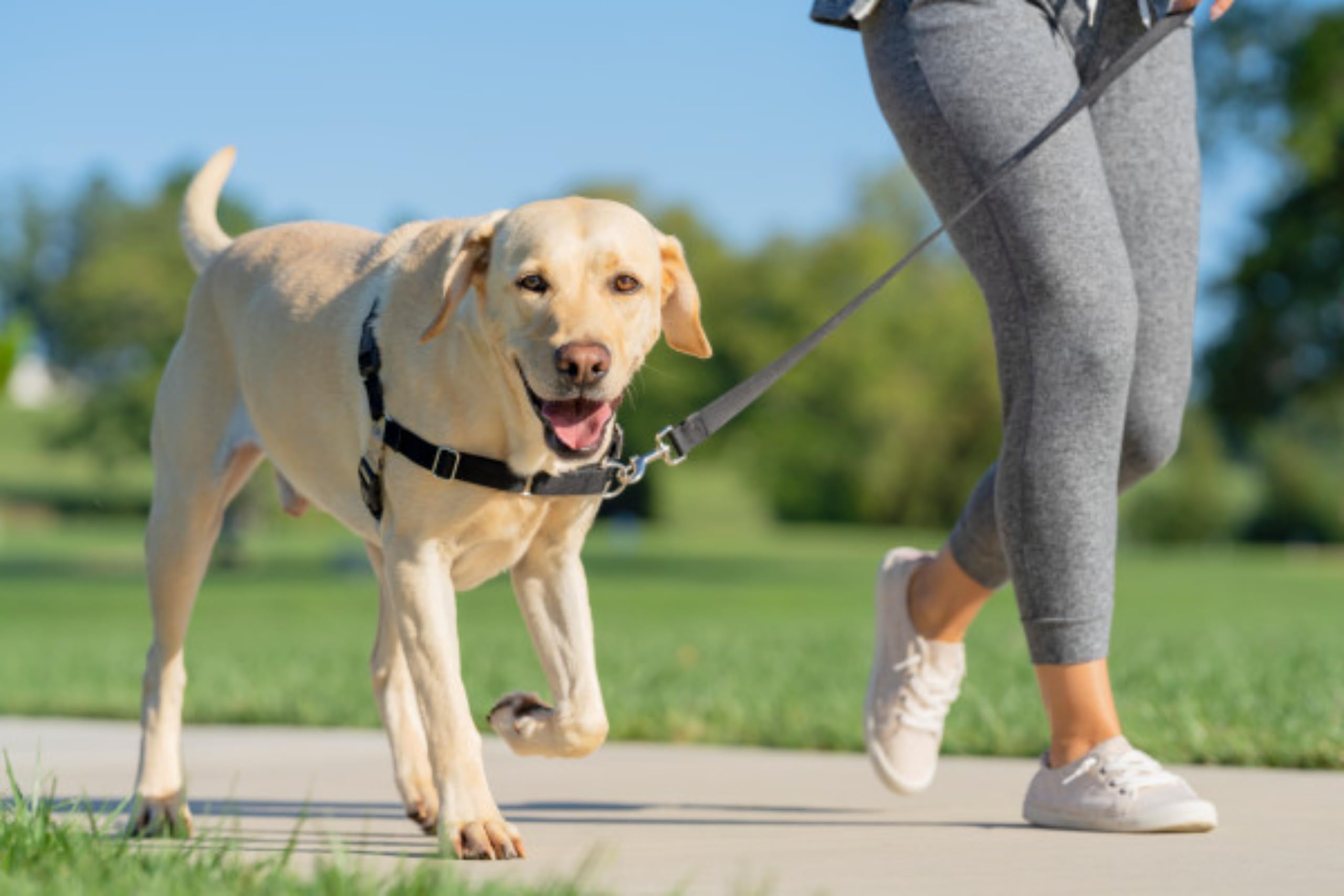PetSafe Easy Walk Harness, No Pull Harness for Dogs, Adjustable Harness with Included Matching Lead Black Medium 🍁 All In One Marketplace Canada