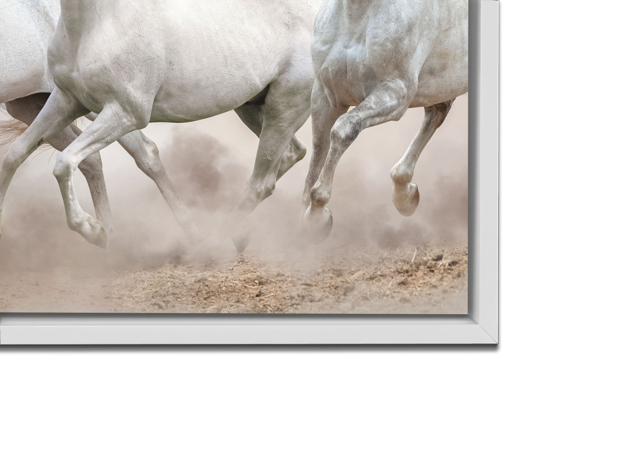 Toile représentant des chevaux arabes devant un ciel blanc - Art mural
