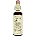 Bach - Holly (20ml)